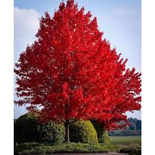 Artar rosu „October Glory” 2.00 - 2.50 m / Acer rubrum „October Glory”/ by gradina-noastra