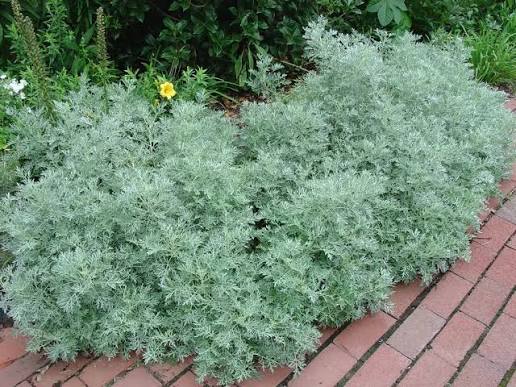 Tarhon decorativ "Powis Castle" / Artemisia "Powis Castle"