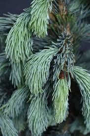 Molid argintiu "Super Blue" 0.50 - 0.60 m / Picea pungens picea "Super Blue"/ by gradina-noastra