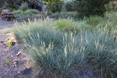 Festuca "Cool as ice" by gradina-noastra