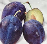 Prun "Stanley" 1.80 - 2.30 m / Prunus domestica "Stanley"/ by gradina-noastra