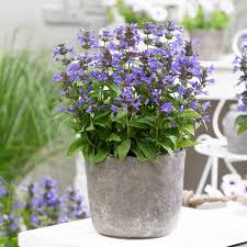 Nepeta kubanica "Neptune" by Gradina Noastra