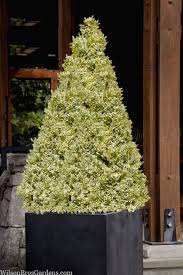 Buxus auriu piramida 0.50- 0.60 m / Buxus sempervirens „Elegans”/ by gradina-noastra