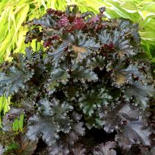 Heuchera "Black Taffeta" 0.10 - 0.20 m by gradina-noastra