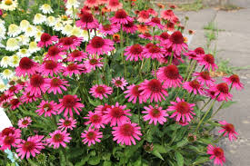 Echinacea purpurea &