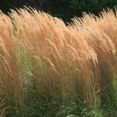 Calamagrostis acutiflora "Karl Foerster" 0.20 - 0.30 m by gradina-noastra
