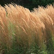 Calamagrostis acutiflora "Karl Foerster" 0.20 - 0.30 m by gradina-noastra