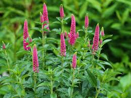 Veronica spicata "First Love" 0.10 - 0.20 m by Gradina Noastra