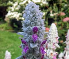 Stachys byzantina 0.10 - 0.20 m - Gradina Noastra
