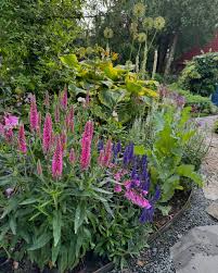 Veronica "Rose Zwerg" 0.10 - 0.20 m by Gradina Noastra