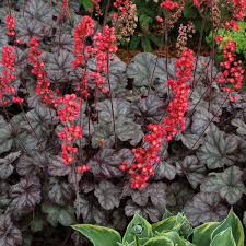 Heuchera "Hollywood" 0.10 - 0.20 m by gradina-noastra