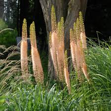 Eremurus mix 0.30 - 0.40 m by Gradina Noastra