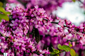 Arborele Iudei arbore 3.00 m - 3.50 m / Cercis siliquastrum / - Gradina Noastra
