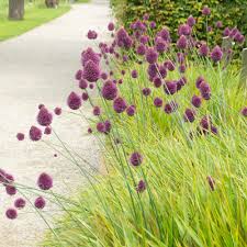 Allium sphaerocephalon by Gradina Noastra