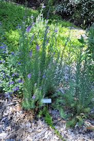 Linaria purpurea by Gradina Noastra