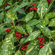 Pom de aur "Crotonifolia Gold" 1.00 - 1.20 m / Aucuba japonica "Crotonifolia Gold" / by gradina-noastra