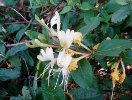 Mâna Maicii Domnului 0.60 m / Lonicera japonica mix / by gradina-noastra