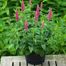 Veronica spicata "First Love" 0.10 - 0.20 m by Gradina Noastra