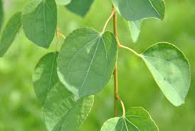 Arborele „ Katsura” Multitulpinal 2.00 m - 2.50 m / Cercidiphyllum japonicum / by gradina-noastra