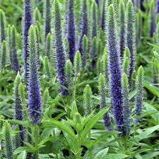 Veronica "Rroyal Candles" 0.10 - 0.20 m by Gradina Noastra