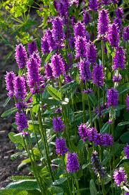 Stachys monieri "Hummelo" - Gradina Noastra