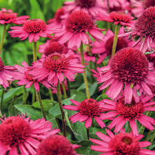 Echinacea purpurea &