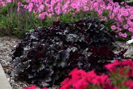 Heuchera "Black Taffeta" 0.10 - 0.20 m by gradina-noastra