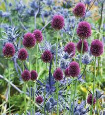 Allium sphaerocephalon by Gradina Noastra