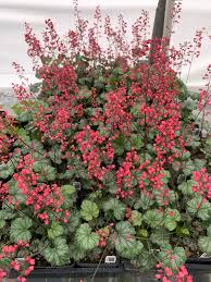Heuchera "Paris" 0.10 - 0.20 m by gradina-noastra