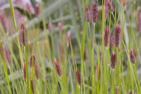 Pennisetum alopecuroides "Red Bunny Tales" / Pennisetum alopecuroides "Red Bunny Tales"/