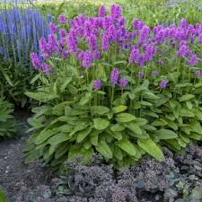 Stachys monieri "Hummelo" - Gradina Noastra