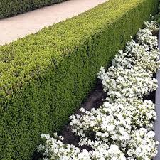 Tisa "Hillii" 0.20 m / Taxus x media "Hillii" / by gradina-noastra