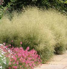 Deschampsia cespitosa "Goldtau" 0.10 - 0.20 m by gradina-noastra