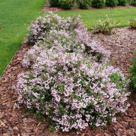 Deutzia × ‘Yuki Kabuki®’