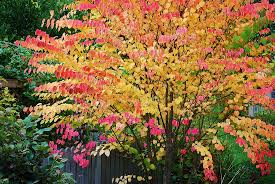 Arborele „ Katsura” Multitulpinal 2.00 m - 2.50 m / Cercidiphyllum japonicum / by gradina-noastra