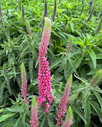 Veronica spicata "First Love" 0.10 - 0.20 m by Gradina Noastra