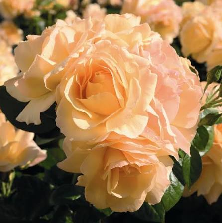 Trandafir floribunda "Hansestadt Rostock"/ Rosa floribunda "Hansestadt Rostock"/