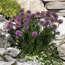 Allium"Millenium" 0.10 - 0.20 m by Gradina Noastra