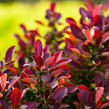 Dracila "Fireball" / Berberis thunbergii "Fireball"/
