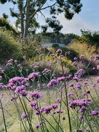 Verbena bonariensis "Lollipop" 0.20 - 0.30 m by Gradina Noastra