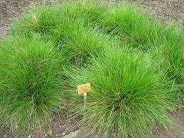Deschampsia cespitosa "Goldtau" 0.10 - 0.20 m by gradina-noastra