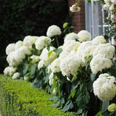 Hortensia "Strong Annabelle" 0.20 - 0.30 m / Hydrangea arborescens "Strong Annabelle"/ by gradina-noastra