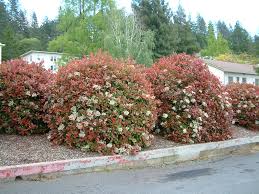 Photinia "Red Robin" minge 0.80 - 1.00 m / Photinia serulata "Red Robin"/ by gradina-noastra