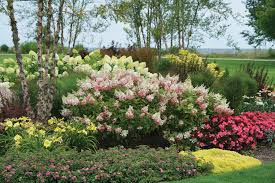 Hortensia paniculata "Pinky Winky" / Hydrangea paniculata "Pinky Winky"/ by gradina-noastra