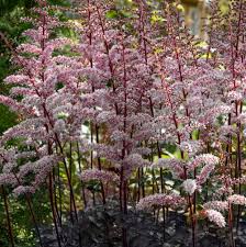 Astilbe thunbergii "Chocolate Shogun" 0.20 m by gradina-noastra