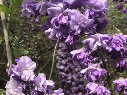 Glicina chinezească "Black Dragon" 2.00 m / Wisteria chinensis "Black Dragon"/ by gradina-noastra
