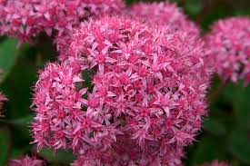 Iarba grasa "Carl" 0.10 - 0.20 m / Sedum spectabile "Carl"/ by gradina-noastra