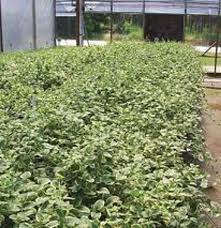 Vinca major "Variegata" 0.20 - 0.40 m by Gradina Noastra