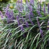 Liriope muscari "Ingwersen" by gradina-noastra