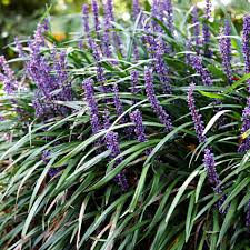 Liriope muscari "Ingwersen" by gradina-noastra
